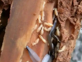故城白蚁防治公司分享老旧房屋白蚁高发原因及专项防治方案